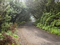 a tree lined road with trees and greenery along it in the wilderness of brazil