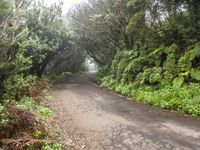 a tree lined road with trees and greenery along it in the wilderness of brazil