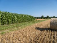 a farm field with a row of corn fields behind a bale of hay on the side of a road