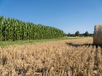 a farm field with a row of corn fields behind a bale of hay on the side of a road