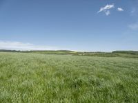 a green meadow with blue sky behind it and a white clouds in the background to the left of it