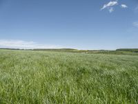 a green meadow with blue sky behind it and a white clouds in the background to the left of it