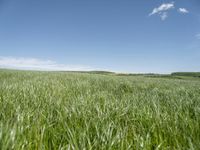 a green meadow with blue sky behind it and a white clouds in the background to the left of it