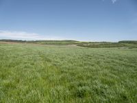 a green meadow with blue sky behind it and a white clouds in the background to the left of it