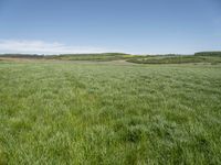 a green meadow with blue sky behind it and a white clouds in the background to the left of it