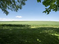 a grassy field under two trees and blue skies with clouds in the distance, as seen from underneath it