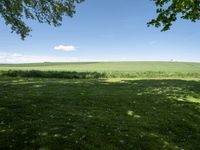 a grassy field under two trees and blue skies with clouds in the distance, as seen from underneath it