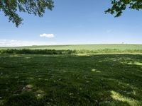 a grassy field under two trees and blue skies with clouds in the distance, as seen from underneath it