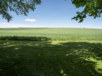 a grassy field under two trees and blue skies with clouds in the distance, as seen from underneath it