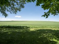 a grassy field under two trees and blue skies with clouds in the distance, as seen from underneath it