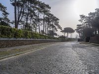 an empty cobblestone road surrounded by pine trees and shrubs in the morning light