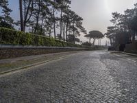 an empty cobblestone road surrounded by pine trees and shrubs in the morning light