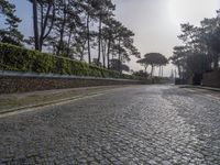 an empty cobblestone road surrounded by pine trees and shrubs in the morning light