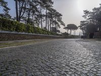 an empty cobblestone road surrounded by pine trees and shrubs in the morning light