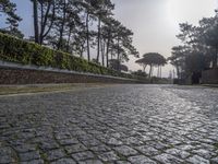 an empty cobblestone road surrounded by pine trees and shrubs in the morning light