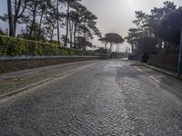 an empty cobblestone road surrounded by pine trees and shrubs in the morning light