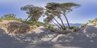 a tree on a hill next to some bushes and beach sand, surrounded by two large rock formations