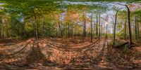 this is a panorama view of fall leaves all over a forest floor in a panoramic photograph