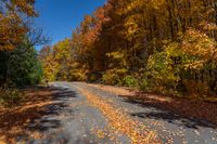 fall leaves and leaf covered road near tree - lined area with clear blue sky in the distance