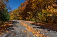 fall leaves and leaf covered road near tree - lined area with clear blue sky in the distance