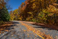 fall leaves and leaf covered road near tree - lined area with clear blue sky in the distance