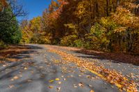 fall leaves and leaf covered road near tree - lined area with clear blue sky in the distance