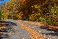 fall leaves and leaf covered road near tree - lined area with clear blue sky in the distance