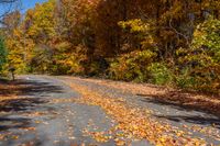 fall leaves and leaf covered road near tree - lined area with clear blue sky in the distance