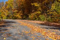 fall leaves and leaf covered road near tree - lined area with clear blue sky in the distance