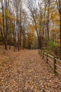 a path through the fall leaves in a forest with fence and wooden fences in it