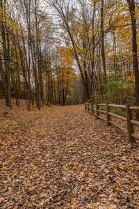 a path through the fall leaves in a forest with fence and wooden fences in it