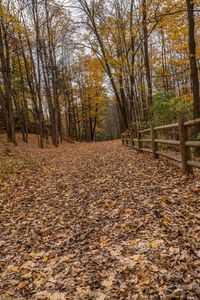 a path through the fall leaves in a forest with fence and wooden fences in it