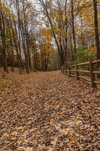 a path through the fall leaves in a forest with fence and wooden fences in it