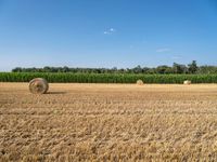 hay bales in a farm field with other crops behind them, some empty bales, and two rows of crops beyond