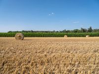 hay bales in a farm field with other crops behind them, some empty bales, and two rows of crops beyond