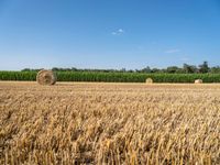 hay bales in a farm field with other crops behind them, some empty bales, and two rows of crops beyond