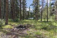 a pine forest with sparse grass on the ground and tall trees behind it and an opening in the distance