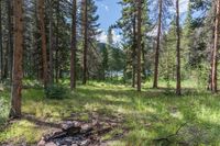 a pine forest with sparse grass on the ground and tall trees behind it and an opening in the distance