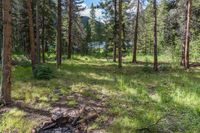 a pine forest with sparse grass on the ground and tall trees behind it and an opening in the distance