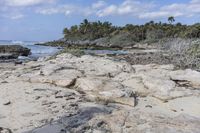 a picture of a beach with rocks and plants near the water's edge and a forested area on one side with the ocean in the background