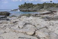 a picture of a beach with rocks and plants near the water's edge and a forested area on one side with the ocean in the background