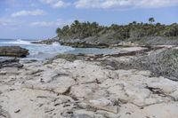 a picture of a beach with rocks and plants near the water's edge and a forested area on one side with the ocean in the background