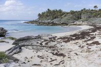 a picture of a beach with rocks and plants near the water's edge and a forested area on one side with the ocean in the background