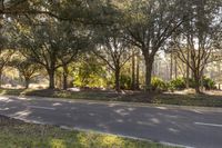 Florida Landscape: Green Grass in Sunlight