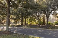 Florida Landscape: Green Grass in Sunlight