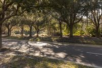 Florida Landscape: Green Grass in Sunlight