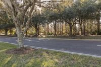 Florida Scenic Road with Green Grass and Trees 002