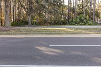 Spring Landscape in Florida: Tree Shadow and Lush Vegetation