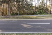 Spring Landscape in Florida: Tree Shadow and Lush Vegetation