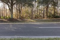 Spring Landscape in Florida: Tree Shadow and Lush Vegetation